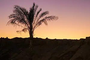 profilo di una palma al tramonto con cielo rosa e rosso