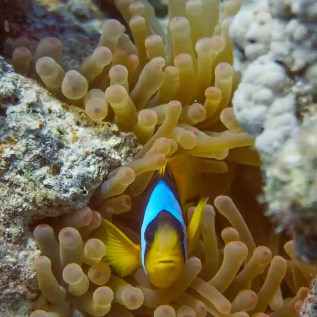 Un pesce pagliaccio tra gli anemoni