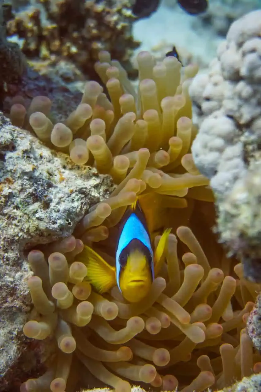Un pesce pagliaccio tra gli anemoni