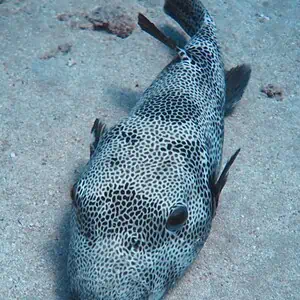 Pesce palla di tipo istrice