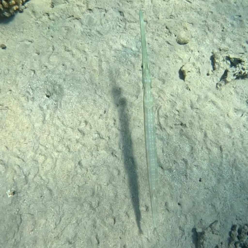 Pesce trombetta nuota nel fondale marino