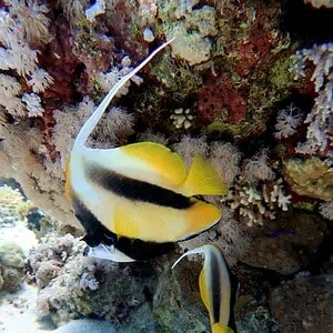 Pesce bandiera farfalla tra i coralli