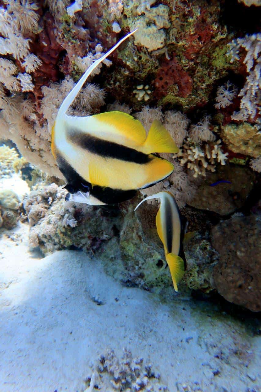 Pesce bandiera farfalla tra i coralli