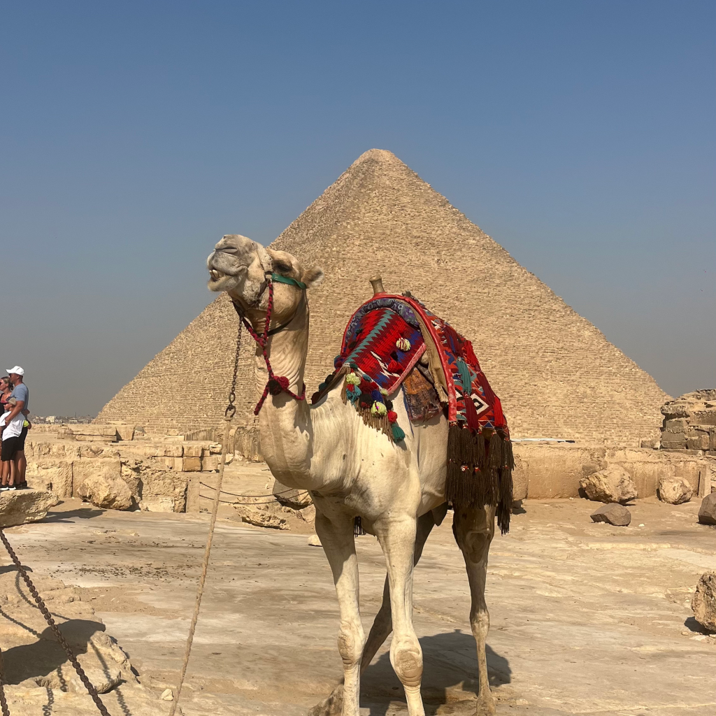 cammello davanti alle piramidi
