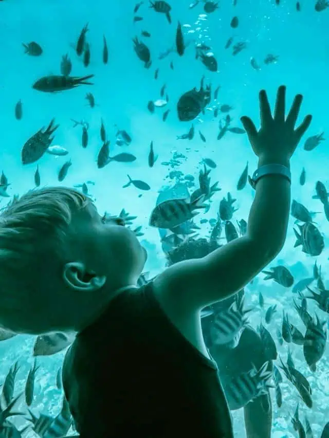 bambino guarda pesci in sottomarino sharm
